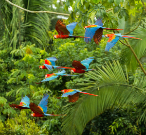 Fliegende bunte Aras &uuml;ber dem Regenwald in Peru.