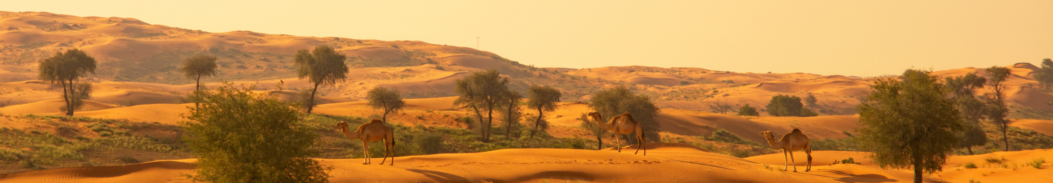 Die Wüste in Ras al Khaimah, Vereinigte Arabische Emirate