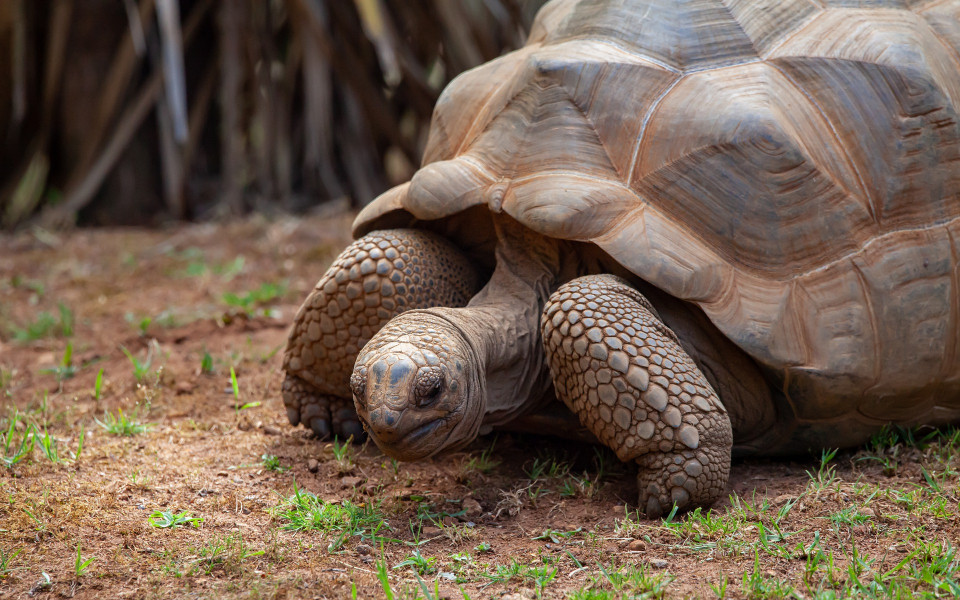  Aldabra-Riesenschildkr&ouml;te auf Sizilien