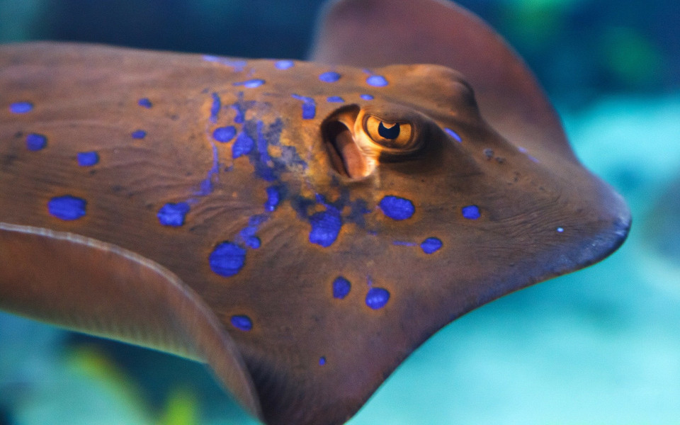 Tauchen mit Rochen auf der griechischen Insel Rhodos