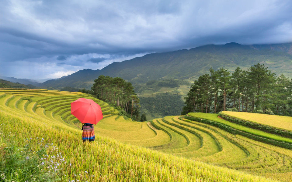 Reisterrassen Vietnam