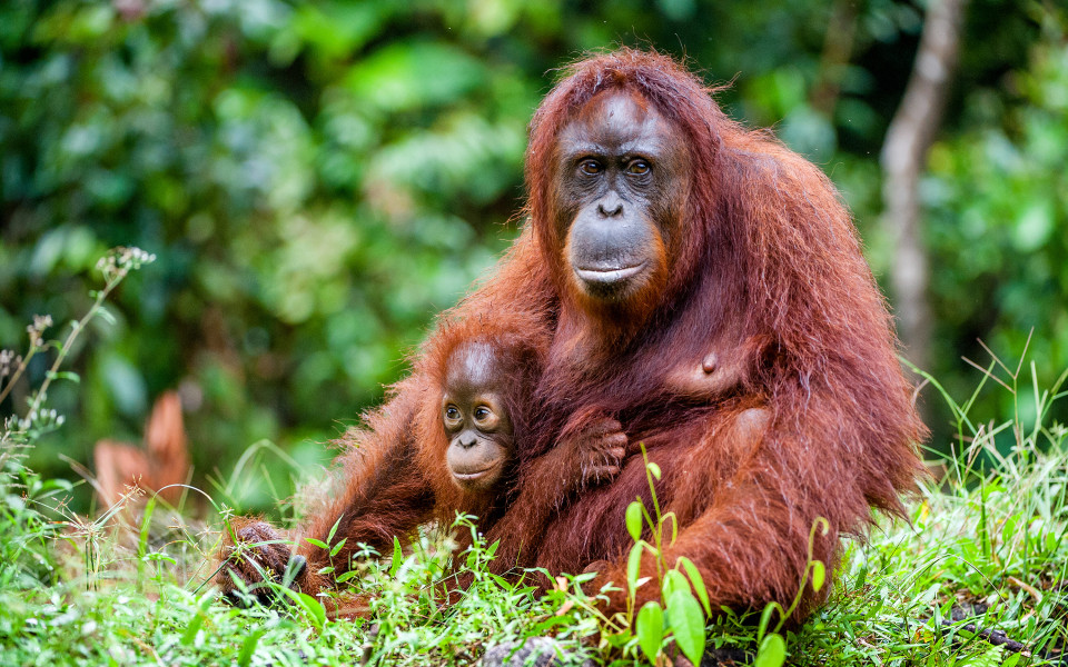 Ein Orang-Utan-Weibchen mit einem Jungen in einem nat&uuml;rlichen Lebensraum. Borneo-Orang-Utan (Pongo pygmaeus)