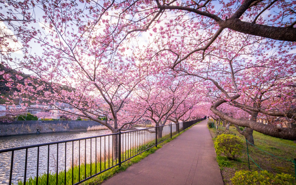 Kirschbl&uuml;tenfest in Shizuoka, Japan